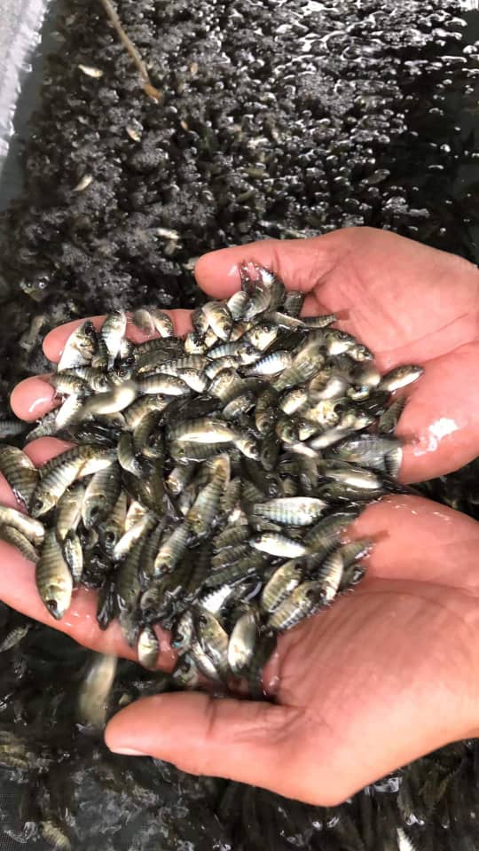 Fish Feed